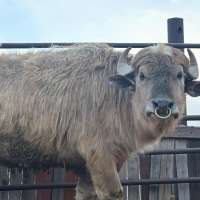 Rare white water buffalo joins Tooele County zoo