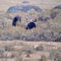 Have You Seen This? Wolf and grizzlies compete over carcass in Yellowstone National Park