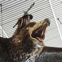 Giant sculpture of Gandalf riding an eagle departs New Zealand airport for good