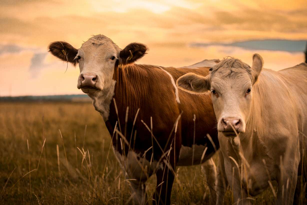Do you know where your beef comes from?