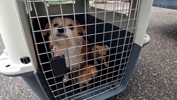 3 dogs in hoarding case have died; veterinarians remain positive about outcome