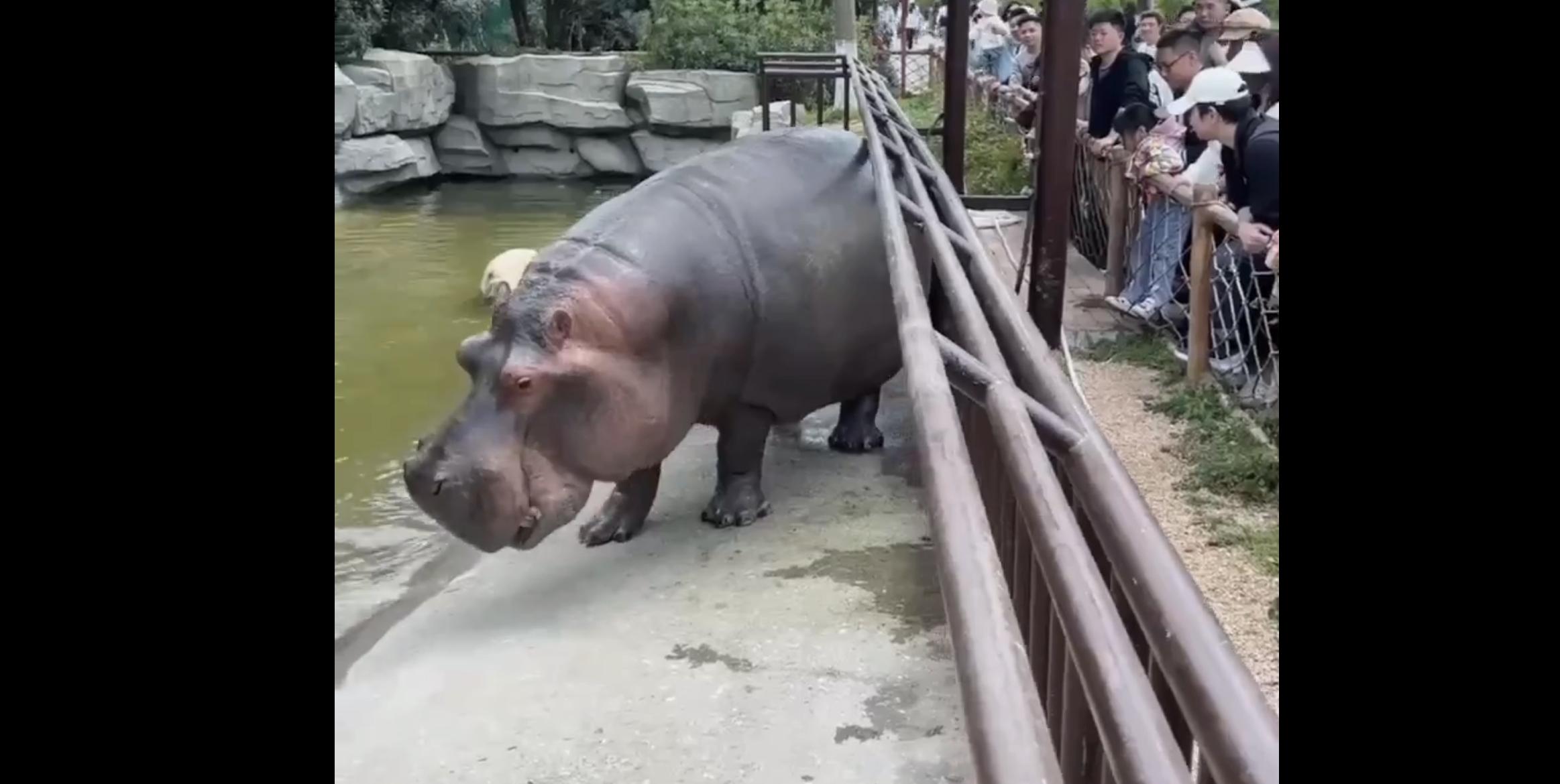 Dozens of tourists at a China zoo got more than they bargained for when Zhu Mei the hippo farted in their faces. 